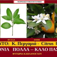 ΠΕΡΓΑΜΟΝΤΟ: Κίτρο Περγαμιά – Citrus bergamia – Του Σταύρου Π. Καπλάνογλου Γεωπόνου