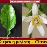 Φράπα: Κιτρέα η μεγίστη – Του Σταύρου Π. Καπλάνογλου Γεωπόνου