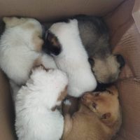 Φιλοζωικό Σωματείο Προστασίας Αδέσποτων Ζώων Πτολεμαΐδας “Οι Αδέσποτοι Ήρωες”: Άμεση κινητοποίηση για φιλοξενία και προστασία πέντε κουταβιών