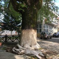 Ρίζες – φίδια στη Λευκοπηγή –  Γράφει ο Β. Π. Καραγιάννης