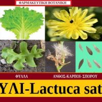 Μαρούλι: Lactuca Sativa – Γράφει ο Σταύρος Π. Καπλάνογλου, Γεωπόνος
