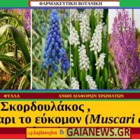 Μούσκαρι ή Λεοπόλδια  – Γράφει ο Σταύρος Π. Καπλανογλου Γεωπόνος