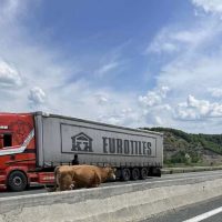 Ακόμα και οι αγελάδες εγκαταλείπουν τα Γρεβενά για την Θεσσαλονίκη – Του Κώστα Μάρκου