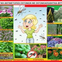 H βιολογική αντιμετώπιση εντομών με εντομοαπωθητικά φυτά – Της Μάρθας Στ. Καπλάνογλου – Δείτε το βίντεο