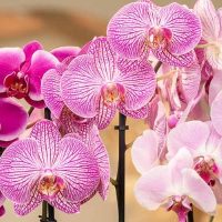 Βίντεο: Ορχιδέα- Σερνικοβότανο – Tου Σταύρου Π. Καπλάνογλου