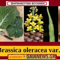 Λάχανο – Brassica oleracea var. Capitata – Κράμβη η λαχανώδης ποικιλία η κεφαλωτή- Του Σταύρου Π. Καπλάνογλου Γεωπόνου