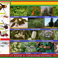 Εντομοαπωθητικά φυτά – Της Μάρθας Στ. Καπλάνογλου -Δείτε το βίντεο