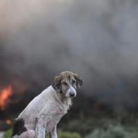 “Το σκυλάκι στάθηκε και με κοίταγε”: Ο φωτορεπόρτερ Νίκος Χριστοφάκης εξηγεί πώς τράβηξε τη συγκλονιστική φωτογραφία με το θλιμμένο σκυλάκι στη φωτιά της Οινόης