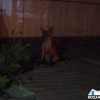 Αλεπού στον Ναυτικό Όμιλο Κοζάνης – Δείτε βίντεο