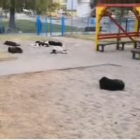 Παιδική χαρά… για σκύλους – Διαμαρτυρία κατοίκων για την κατάσταση με τα αδέσποτα στην περιοχή του γηπέδου στην Κοζάνη