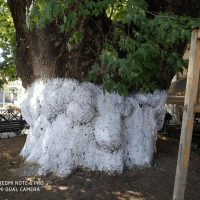 Το πρόσωπο του πλάτανου τον Αύγουστο 2023 – Του Γιάννη Τσολάκη