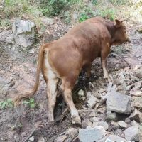 Εγκλωβίστηκε ταύρος σε δύσβατο σημείο στην Ζωοδόχο Πηγή Κοζάνης – Δείτε περισσότερα