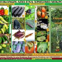 Ντομάτα – πιπεριά – μελιτζάνα: Νέες πληροφορίες για την καλλιέργεια τους με βάση το εγχειρίδιο του Σταύρου και της Μάρθας Καπλάνογλου