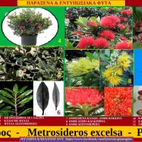Μετροσίδηρος: Ένα πανέμορφο φυτό με Ελληνικό όνομα που ήρθε από την Ν. Ζηλανδία- Του Σταύρου Π. Καπλάνογλου