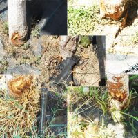 Πρωτοβουλία πολίτων Πτολεμαΐδας / Εορδαίας για την ανάπτυξη: Η εγκληματική επιπολαιότητα της Δημοτικής Αρχής για τα δένδρα