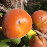 Στο πλευρό των δενδροκαλλιεργητών του Μεσοβούνου που επλήγησαν από τη χαλαζόπτωση ο Δήμος Εορδαίας