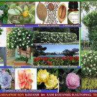 Γαρδένια – Gardenia-Gardenia jasminoides (Δείτε το βίντεο)- Του Σταύρου Π. Καπλάνογλου