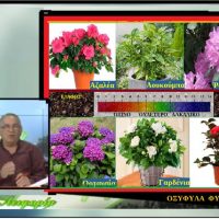 Περιποίηση οξύφυλλων φυτών – Δείτε το βίντεο -Του Σταύρου Π. Καπλάνογλου