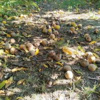 Λύση για τις ζημιές σε ροδάκινα και νεκταρίνια από τις βροχοπτώσεις ζητά ο Αγροτοκτηνοτροφικός Σύλλογος Ανατολικής Εορδαίας και Νότιας Λεκάνης Βεγορίτιδας