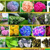 Ορτανσία: Ιστορία- Καλλιέργεια -Ιατροφαρμακευτικές ιδιότητες -Προφυλάξεις – Του Σταύρου Π. Καπλάνογλου