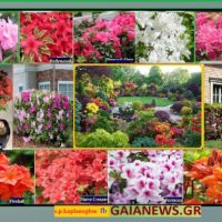 Αζαλέα, Azaleas Rhododendrons (Video )- Του Σταύρου Π. Καπλάνογλου