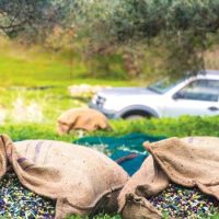 Από τη Δυτική Μακεδονία στην Κρήτη για το μάζεμα ελιάς – Έως 12 Νοεμβρίου οι αιτήσεις για το Πιλοτικό Πρόγραμμα κινητικότητας 500 ανέργων για εποχική απασχόληση στον πρωτογενή τομέα