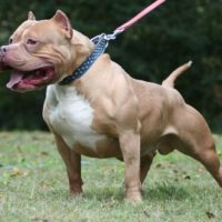 Σοκ στην Αρτέμιδα: Πιτ μπουλ επιτέθηκε άγρια σε 11χρονο την ώρα που έκανε ποδήλατο