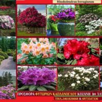 Ροδόδεντρο – Του Σταύρου Π. Καπλάνογλου