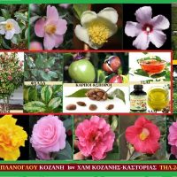 Καμέλια, camalia sinensis (Δείτε το βίντεο)- Του Σταύρου Π. Καπλάνογλου