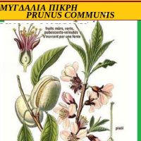 Αμυγδαλιά πικρή – Της Μάρθας Στ. Καπλάνογλου Γεωπόνο