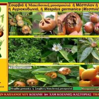 Μέσπιλον ή Ούβα – Σουρβιά ή Μακεδονική μουσμουλιά – Της Μάρθα Στ. Καπλάνογλου