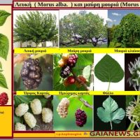 Λευκή (Morus alba) και μαύρη μουριά (Morus nigra ) ή συκαμνία – Της Μάρθας Καπλάνογλου Γεωπόνος