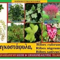 Φραγκοστάφυλα, (Ribes rubrum , Ribes nigrum & Ribes sativus)-Του Σταύρου Π. Καπλάνογλου
