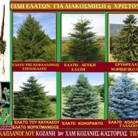 Χριστουγεννιάτικα Έλατα: Ερωτήσεις και απαντήσεις – Μερικά είδη ελάτων – Της Μάρθας Στ. Καπλάνογλου