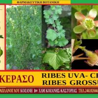 Λαγοκέρασο -Του Σταύρου Π. Καπλάνογλου