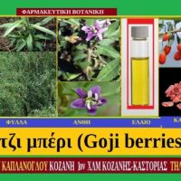Γκότζι μπέρι: Ένας ακόμη πολύτιμος θησαυρός στη διατροφή μας – Του Σταύρου Π. Καπλάνογλου