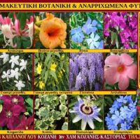 Αναρριχώμενα φυτά- Φαρμακευτική βοτανική- (Σταύρος Π. Καπλάνογλου & Μάρθα Στ. Καπλάνογλου