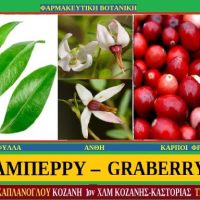 Κράνμπερι – Cranberry – Του Σταύρου Π. Καπλάνογλου