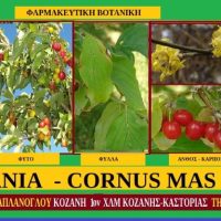 Κράνα – Κρανιά, Cornus Mas- Του Σταύρου Π. Καπλάνογλου