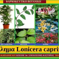 Αγιόκλημα- Lonicera caprifolia- Των Σταύρου Π. Καπλάνογλου & Μάρθας Στ. Καπλάνογλου