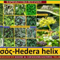 Κισσός: Hedera helix Καλλιέργεια – Ιατροφαρμακευτικές Ιδιότητες – Των Σταύρου Π. Καπλάνογλου & Μάρθας Στ. Καπλάνογλου