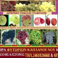 Σταφύλια χωρίς κουκούτσια – Δείτε το βίντεο – Της Μάρθας Στ. Καπλάνογλου