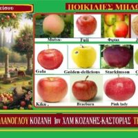 Τα μήλα και η υγεία – Δείτε το βίντεο – Της Μάρθας Στ. Καπλάνογλου