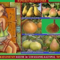 Τα αχλάδια και η υγεία – Της Μάρθας Στ. Καπλάνογλου