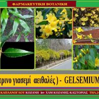 Γελσέμιο -Gelsemium sempervirens: Ανοιξιάτικο κίτρινο γιασεμί -Των Σταύρου Π.  & Μάρθας Στ. Καπλάνογλου
