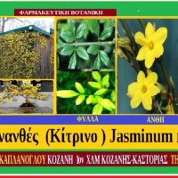 Γιασεμί γυμνανθές — Jasminum nudiflorum – Των Σταύρου Π. & Μάρθας Στ. Καπλάνογλου