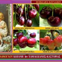 Κεράσια & Υγεία: Ποικιλίες κερασιάς – Δείτε το βίντεο – Της Μάρθας Στ. Καπλάνογλου