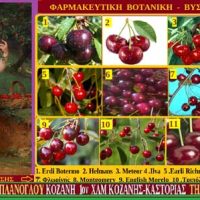 Βύσσινα & Υγεία: Ποικιλίες καλλιεργούμενες στην Ελλάδα – Της Μάρθας Στ. Καπλάνογλου