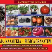 Ροδιά & Υγεία: Καλλιέργεια – Ποικιλίες -Ιατροφαρμακευτικές ιδιότητες- Της Μάρθας Στ. Καπλάνογλου