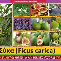 Σύκα & Υγεία: Ποικιλίες σύκων (video) – Της Μάρθα Στ. Καπλάνογλου